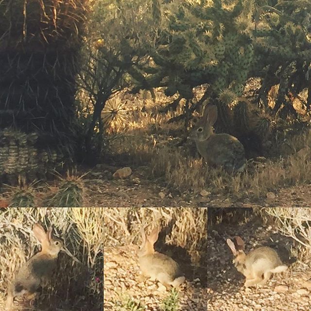 Doing the 10K AM + 21K PM (caboose) #trailsoffury tomorroz. Can't wait! In the meantime, here's my taper run last Monday: Tails of Furry! XD #wildlife #nuunlife #trailrunning #desertdash [instagram]