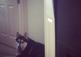 My boss today wants to make sure I get my work done.  #hoverboss #husky #dogsitting [instagram]