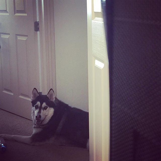 My boss today wants to make sure I get my work done.  #hoverboss #husky #dogsitting [instagram]