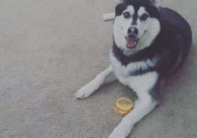 We have a house guest! Bro is pet-sitting. #husky #dogsofinstagram [instagram]