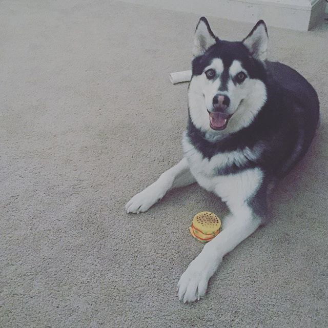 We have a house guest! Bro is pet-sitting. #husky #dogsofinstagram [instagram]