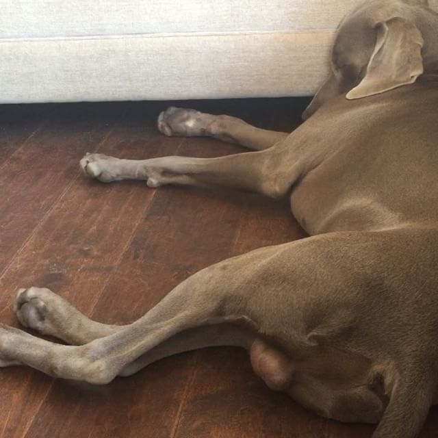 #tbt K was dream running (soz for the ballz angle ) #weimaraner #dogsofinstagram #dogaunt [instagram]