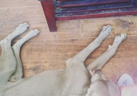 K's grown so much! Missed this guy. #weimaraner #dogsofinstagram #napping #dogaunt [instagram]
