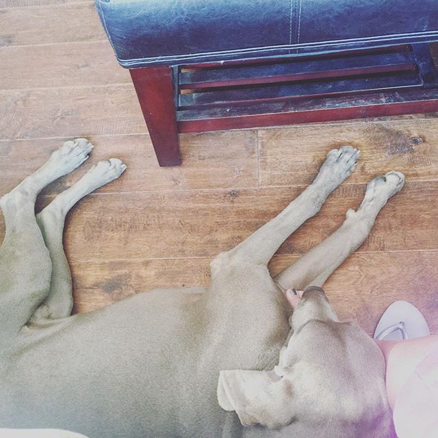 K's grown so much! Missed this guy. #weimaraner #dogsofinstagram #napping #dogaunt [instagram]