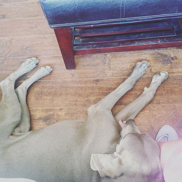 K's grown so much! Missed this guy. #weimaraner #dogsofinstagram #napping #dogaunt [instagram]