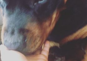 H is so affectionate. Got so much kisses in 24hrs.  #rottweiller #dogsofinstagram #dogaunt [instagram]