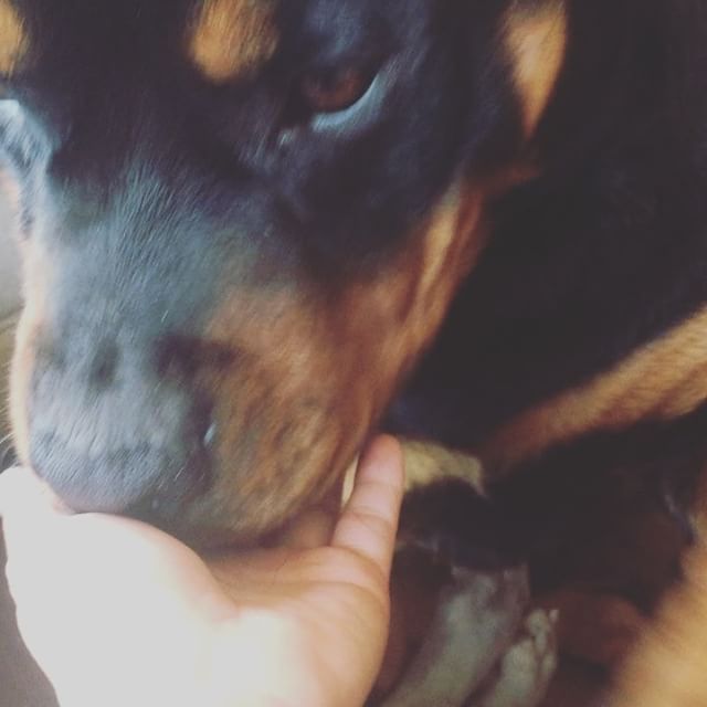 H is so affectionate. Got so much kisses in 24hrs.  #rottweiller #dogsofinstagram #dogaunt [instagram]