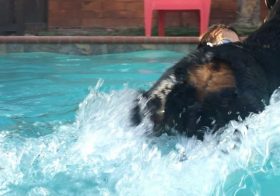 Forgot to post my laps yesterday with H.  #swimmingdog #rottweiller #dogaunt [instagram]