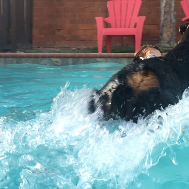 Forgot to post my laps yesterday with H.  #swimmingdog #rottweiller #dogaunt [instagram]