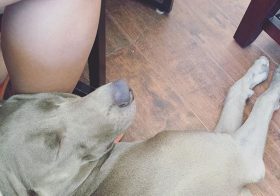 I gotta workout more. This pup loves using my fat leg as a pillow  #weimaraner #dogsofinstagram #dogaunt [instagram]