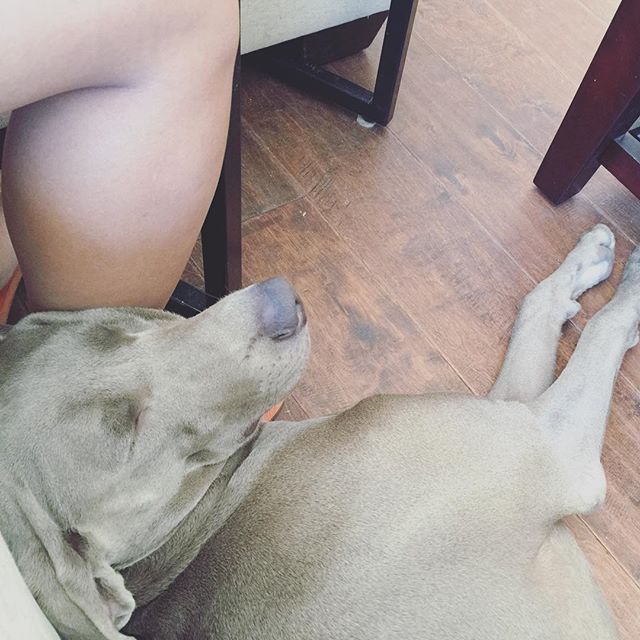I gotta workout more. This pup loves using my fat leg as a pillow  #weimaraner #dogsofinstagram #dogaunt [instagram]