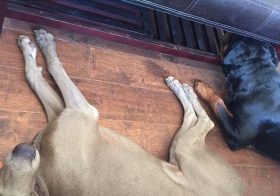 Monday morning #gainz but can't wait to see these two pups in 3 days! :) #crossfit #wtechcrossfit #weimaraner #rottweiler #dogaunt [instagram]