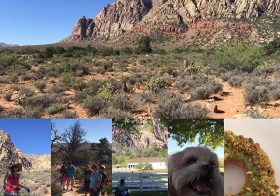 Hiking w/ friends & their furry babies, sprinkled with Pokemon wrangling, and then Matcha roasted pistachio doughnut! #sundayfunday #glazedoughnutslv #springmountainranch [instagram]