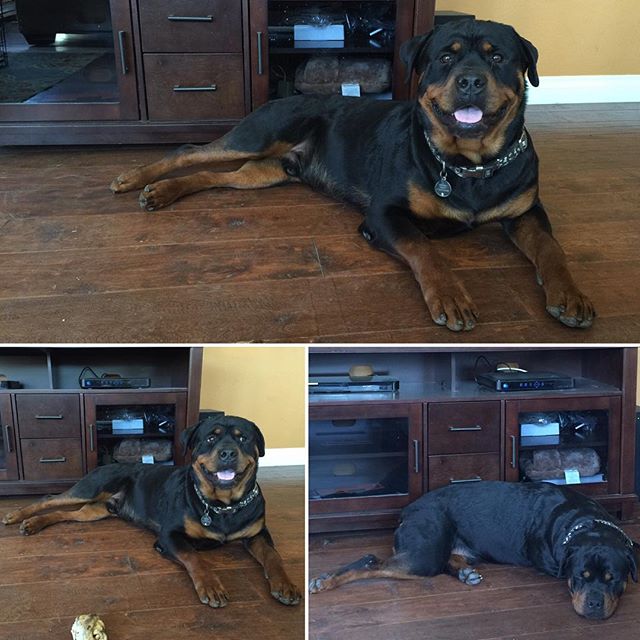 H posing for auntie. Then passing out afterwards.  #rottweiler #dogsofinstagram #dogaunt #latergram [instagram]