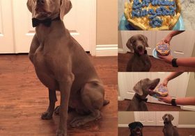 Happy birfday, K! #weimaraner #jackboybakery #dogsofinstagram #dogaunt [instagram]