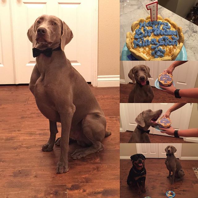 Happy birfday, K! #weimaraner #jackboybakery #dogsofinstagram #dogaunt [instagram]