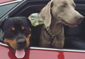 Bye pups! Be good at the vet! Auntie loves you.  #dogsofinstagram #rottweiler #weimaraner [instagram]