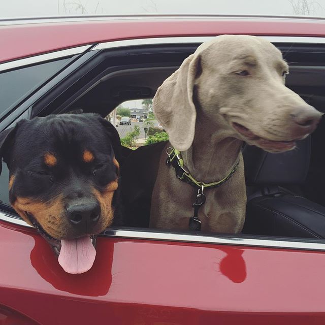 Bye pups! Be good at the vet! Auntie loves you.  #dogsofinstagram #rottweiler #weimaraner [instagram]
