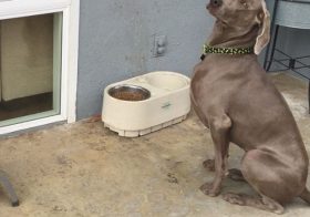 #tbt Finally filmed the pups before a meal… Watch K's drool.  #weimaraner #dogsofinstagram #dogaunt [instagram]