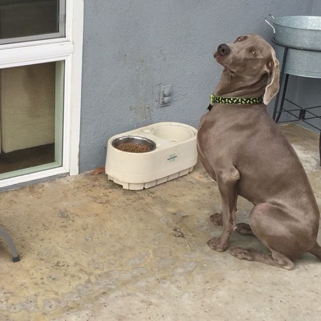 #tbt Finally filmed the pups before a meal... Watch K's drool.  #weimaraner #dogsofinstagram #dogaunt [instagram]