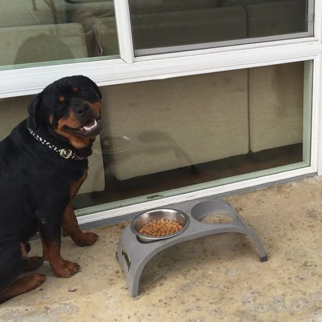#tbt The other half of the vid of pups before mealtime.  #rottweiler #dogsofinstagram #dogaunt [instagram]