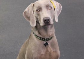 Congrats to my dog nephew, K, for graduating from Obedience class! Onto the next level. #weimaraner #dogsofinstagram #dogaunt [instagram]