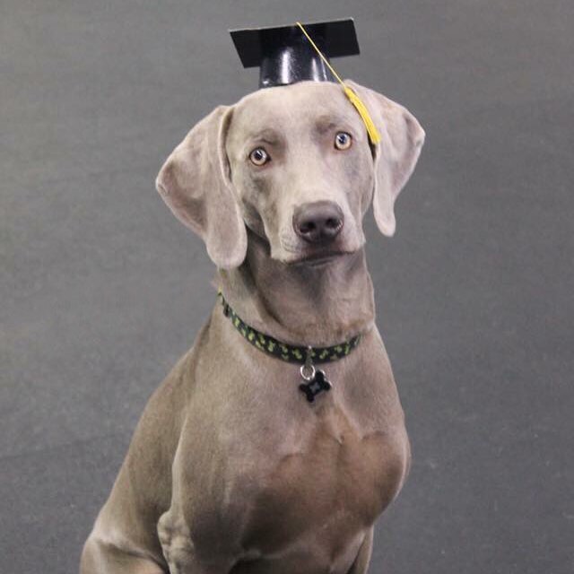 Congrats to my dog nephew, K, for graduating from Obedience class! Onto the next level. #weimaraner #dogsofinstagram #dogaunt [instagram]