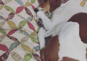 Doesn't matter if Auntie is tired from her #Oly #triathlon this morning. Ella says I'm 4th in household pecking order  #houndmix #rescue #dogaunt [instagram]