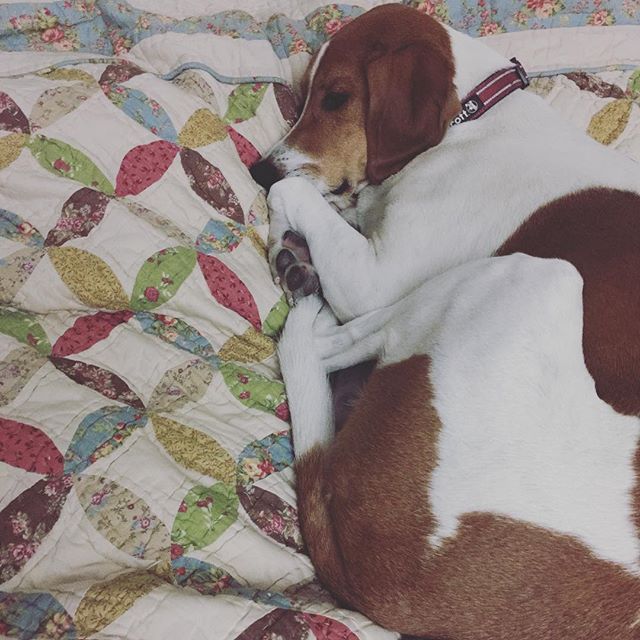 Doesn't matter if Auntie is tired from her #Oly #triathlon this morning. Ella says I'm 4th in household pecking order  #houndmix #rescue #dogaunt [instagram]