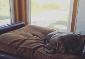 My colleague this week likes to take a lot of naps. lol #dogsofinstagram #weimaraner #dogaunt [instagram]