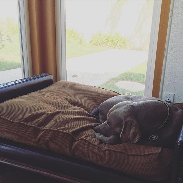 My colleague this week likes to take a lot of naps. lol #dogsofinstagram #weimaraner #dogaunt [instagram]
