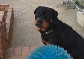 Playing catch with H. #dogsofinstagram #rottweiler #dogaunt [instagram]