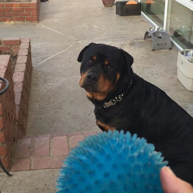 Playing catch with H. #dogsofinstagram #rottweiler #dogaunt [instagram]