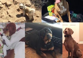 Happy #NationalDogDay to all pups especially my dog nephews! Auntie loves you all  #dogsofinstagram #shihtzu #pittbull #hound #rottweiler #weimaraner [instagram]