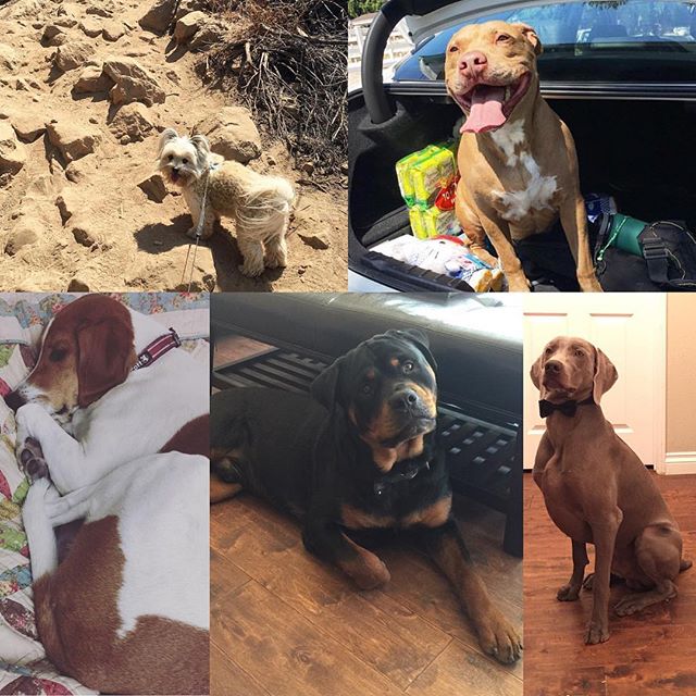 Happy #NationalDogDay to all pups especially my dog nephews! Auntie loves you all  #dogsofinstagram #shihtzu #pittbull #hound #rottweiler #weimaraner [instagram]