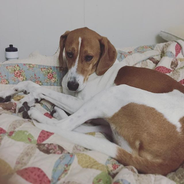Ella Bella loves showing Auntie who's boss. #imnotalphaenough #dogsofinstagram #rescuedog #dogauntie [instagram]