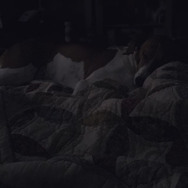 Slept in, but how do I wake this pup? Ella is so peaceful right now lol... #houndmix #rescuedog #dogsofinstagram #dogauntie [instagram]