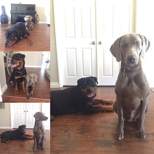 When your models are Primadonnas (actually, just Kingston) lol #dogsofinstagram #rottweiler #weimaraner #dogaunt [instagram]