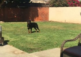 H practices his airborne catch.  #rottweiler #dogsofinstagram #dogaunt #friyay [instagram]