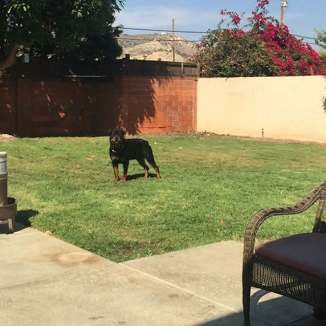 H practices his airborne catch.  #rottweiler #dogsofinstagram #dogaunt #friyay [instagram]