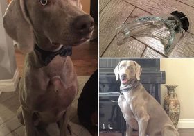 #tbt This precocious #weimaraner celebrated his 1st bday in July, posed for me in Sept, & broke his parents' blender in Oct. lol #dogsofinstagram #dogaunt [instagram]
