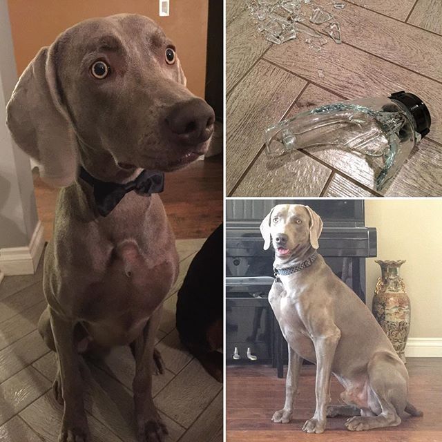 #tbt This precocious #weimaraner celebrated his 1st bday in July, posed for me in Sept, & broke his parents' blender in Oct. lol #dogsofinstagram #dogaunt [instagram]