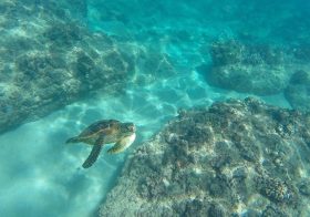 This is Pono. ^_^ #electricbeach #turtle #hawaii [instagram]