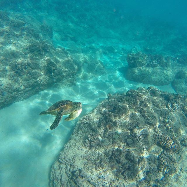 This is Pono. ^_^ #electricbeach #turtle #hawaii [instagram]