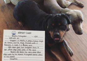 After picking up my dog nephews last Thursday at their "Pet Resort", there was a report card in their bag. Kingston was sorry but Hendrix couldn't care less! #dogsofinstagram #rottweiler #weimaraner #dogaunt [instagram]