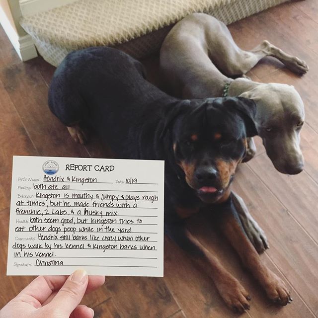 After picking up my dog nephews last Thursday at their "Pet Resort", there was a report card in their bag. Kingston was sorry but Hendrix couldn't care less! #dogsofinstagram #rottweiler #weimaraner #dogaunt [instagram]