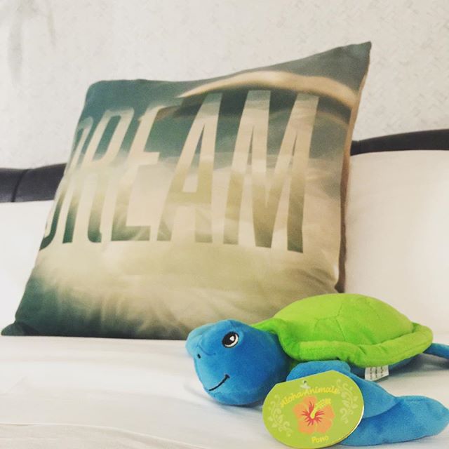 Good morning! No more Waikiki Beach videos  but I did dream of the ocean last night with this stowaway #seaturtle #dream [instagram]