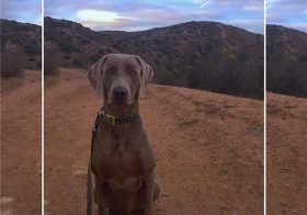 Short walk/trail run w/ K the #weimaraner ! #dogsofinstagram #dogaunt #trailrunning [instagram]