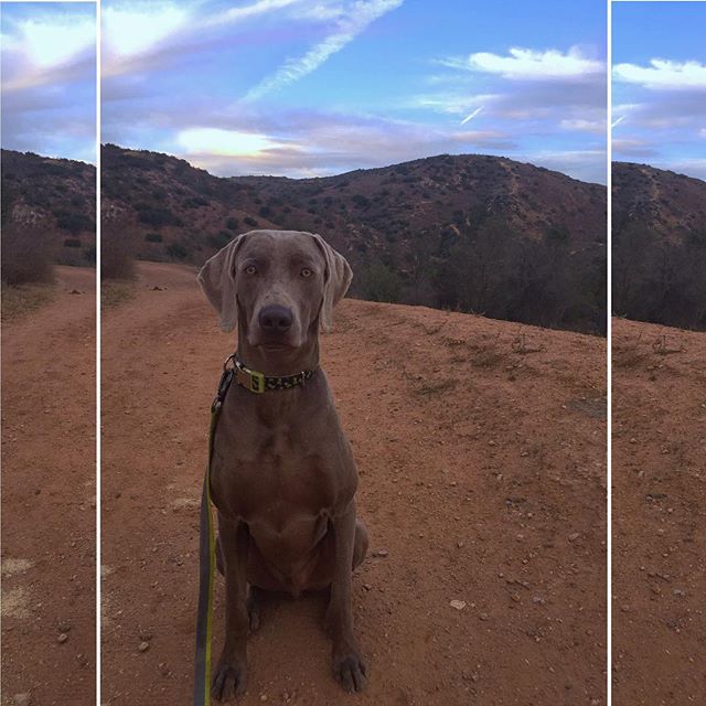 Short walk/trail run w/ K the #weimaraner ! #dogsofinstagram #dogaunt #trailrunning [instagram]
