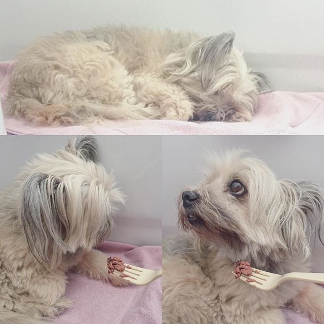 When your dogniece isn't feeling well (elevation sickness?) & you try to feed her, but she still has that primadonna face lol. #dogsofinstagram #terriermix #dogaunt [instagram]
